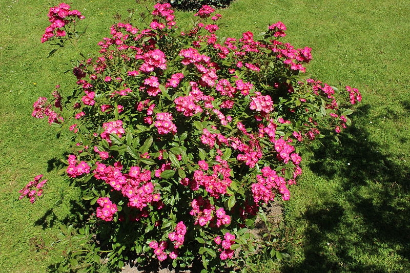 Rose 'Robin Hood'