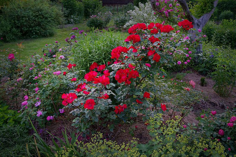 Rosa 'KORgosa'