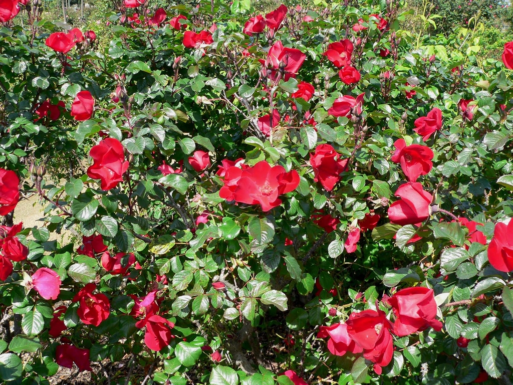 Flowers and leaves