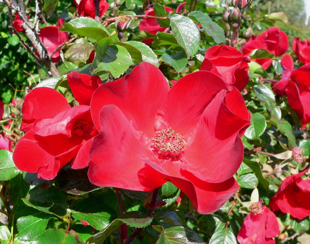 Flowers