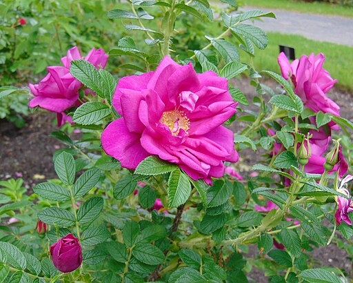 Dark pink double flowers among the leaves.