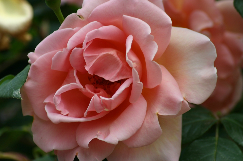 Close up of flower
