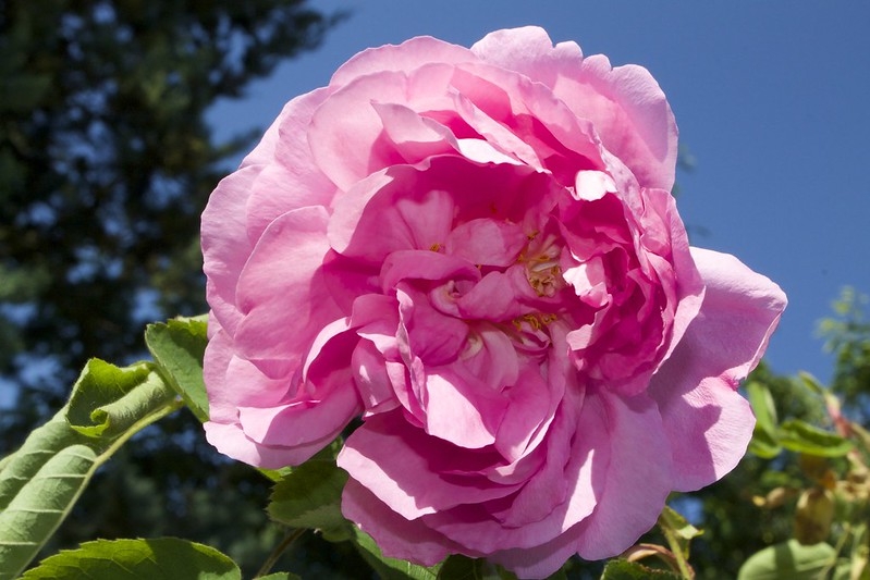 pink, double-flowered rose flower.