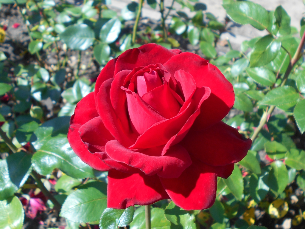 Close-up of a solitary, double, red rose.