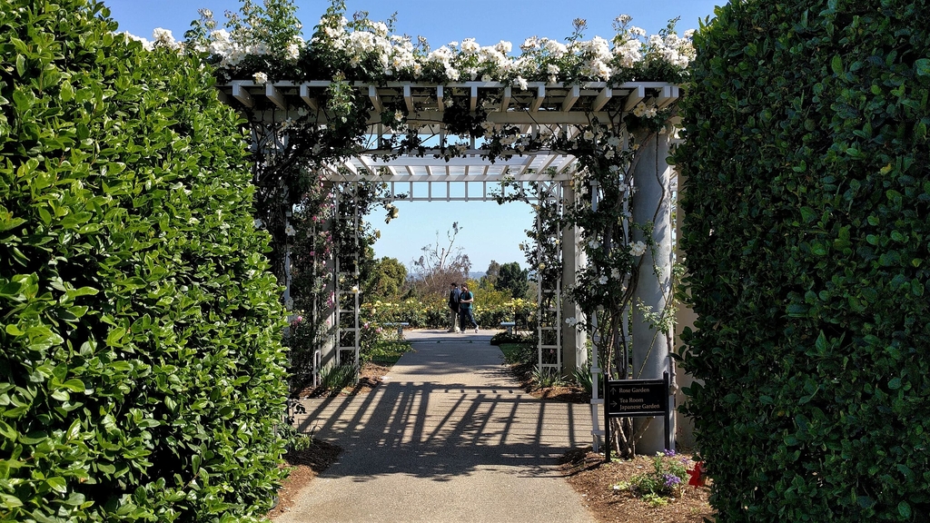Grown on an arbor