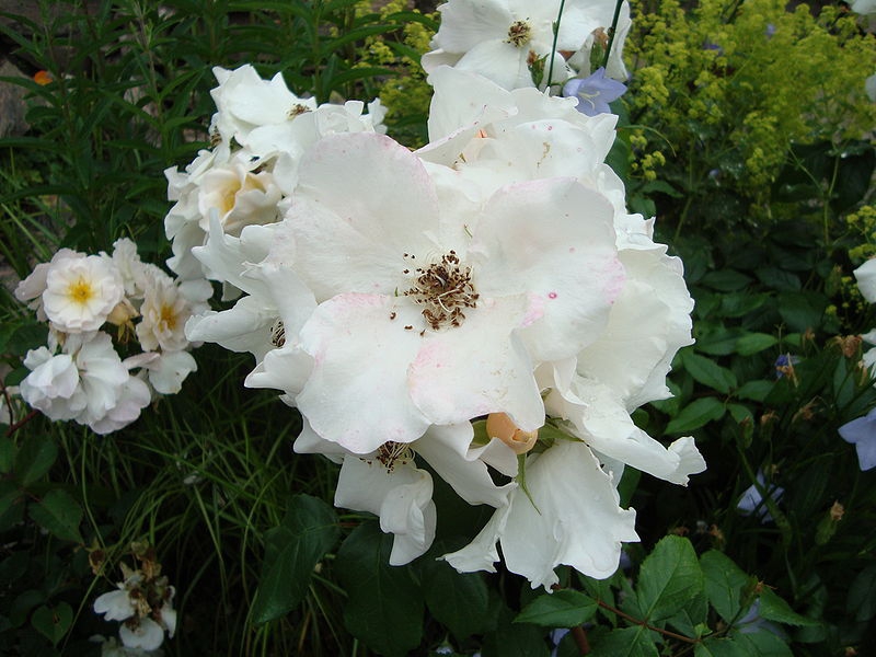 Rosa 'Sally Holmes'