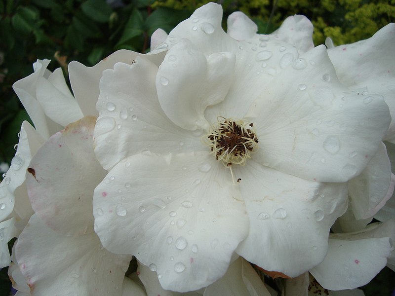 Rosa 'Sally Holmes'