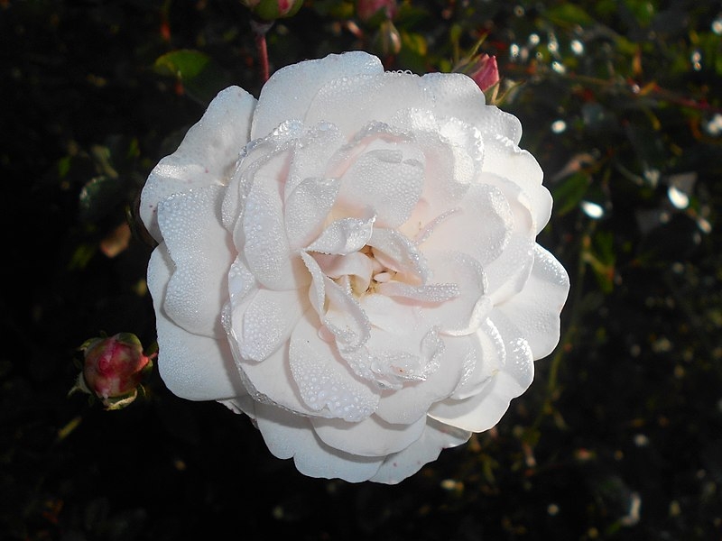 Rosa 'Seafoam'