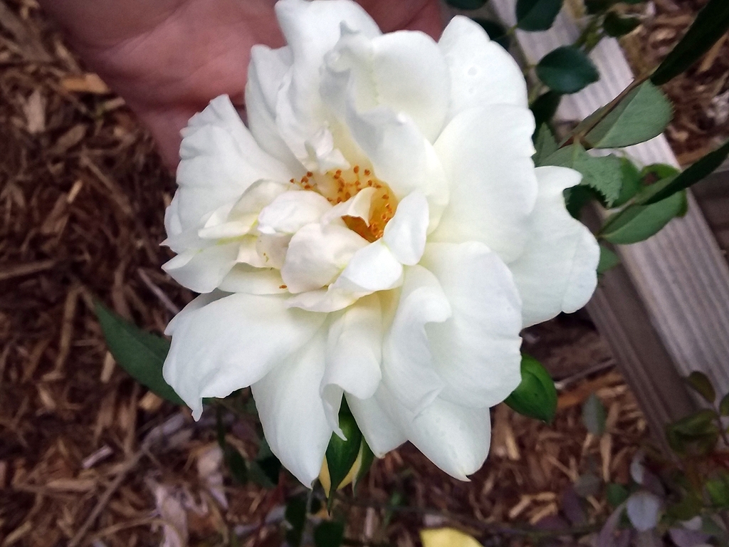 White, double rose