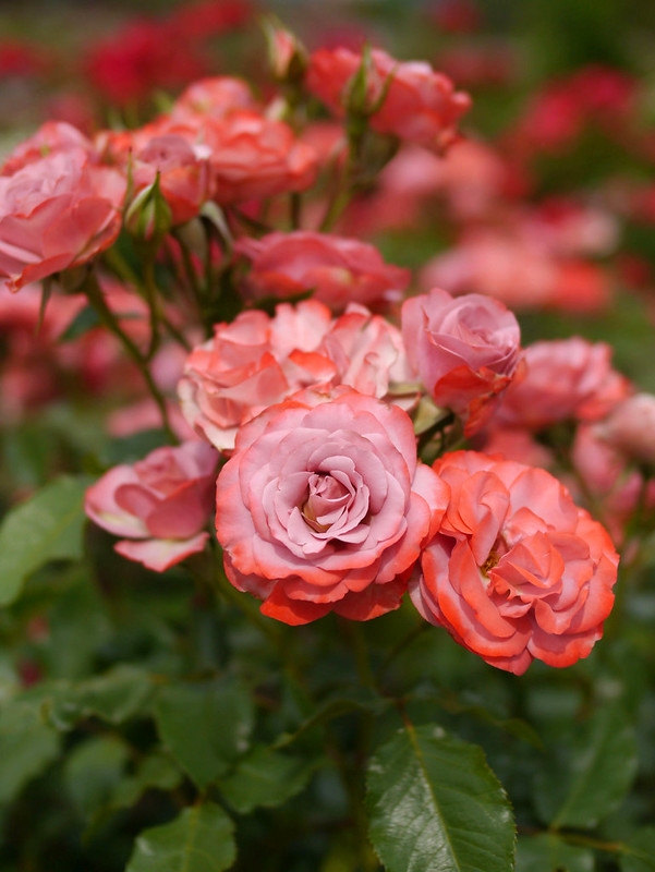 Cluster of pink roses