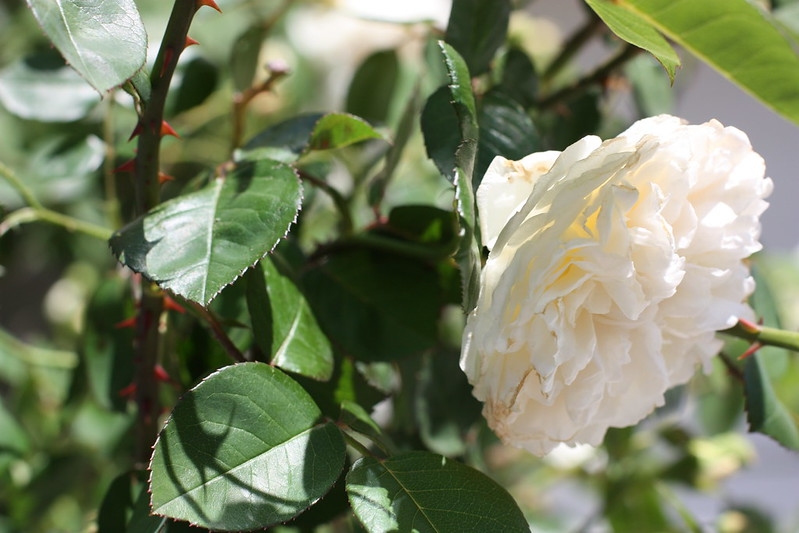 White double-flowered rose.