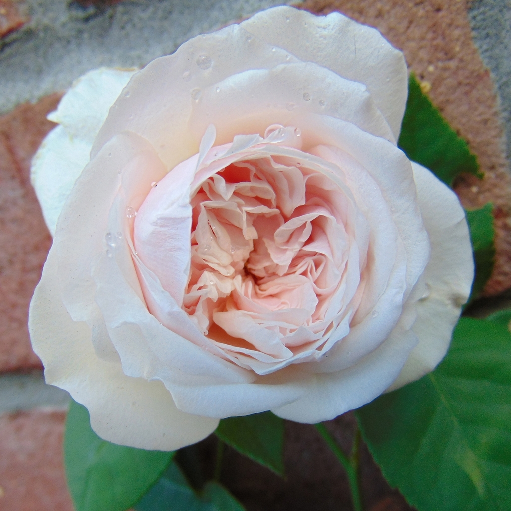 Flower detail