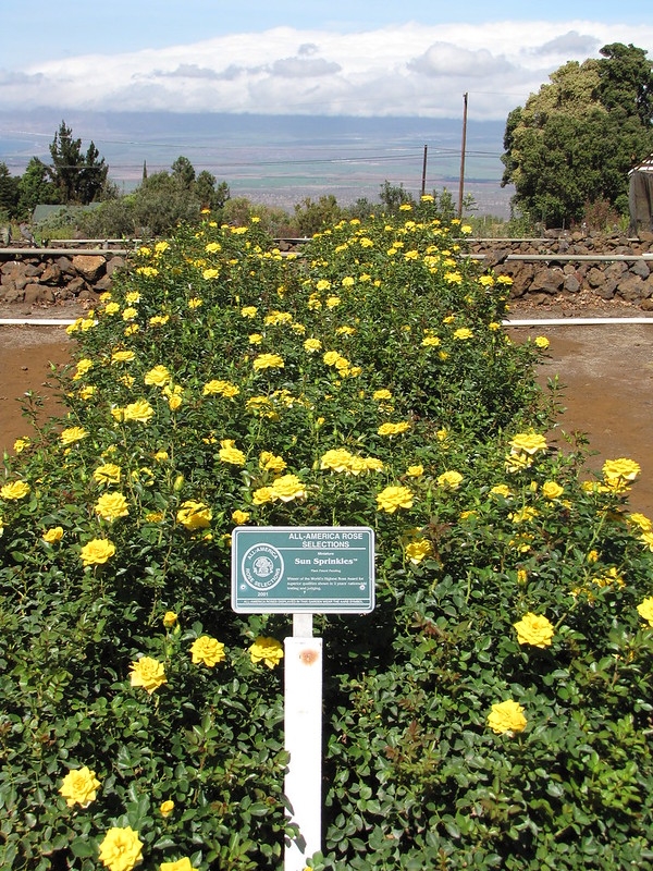 Yellow, miniature rose buds