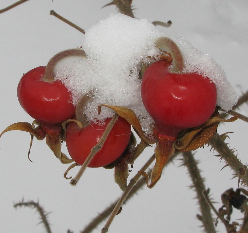 Red rose hips with snow accumulated on them.