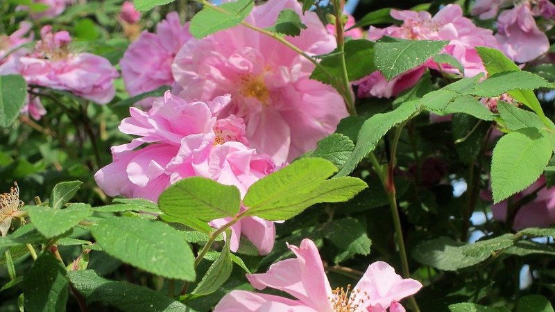 Pink, fully double roses.