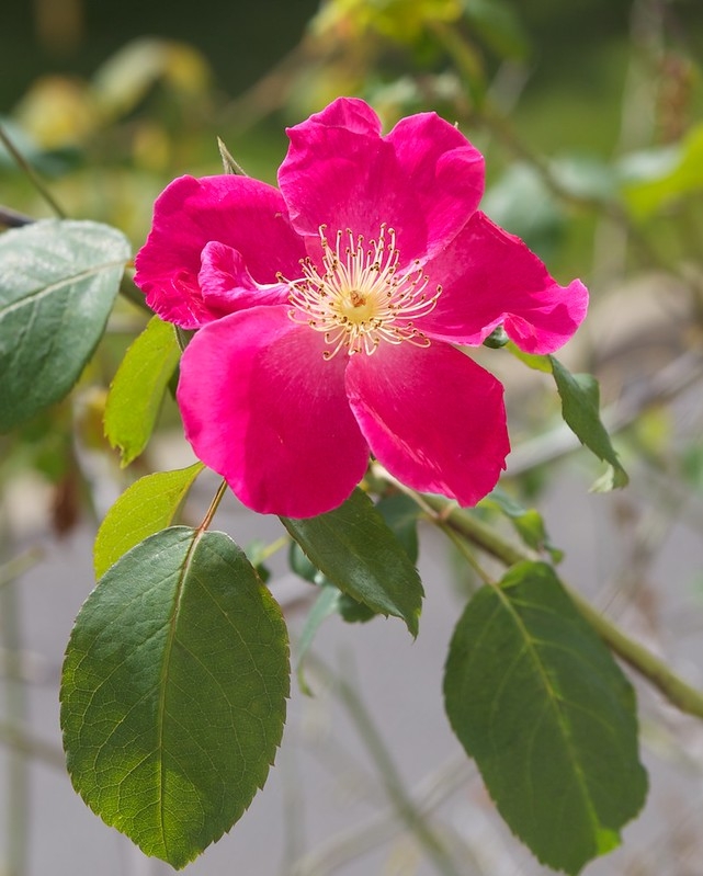 Pink single or semidouble rose flower.