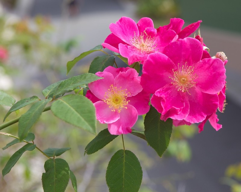 Pink single or semidouble rose flowers.