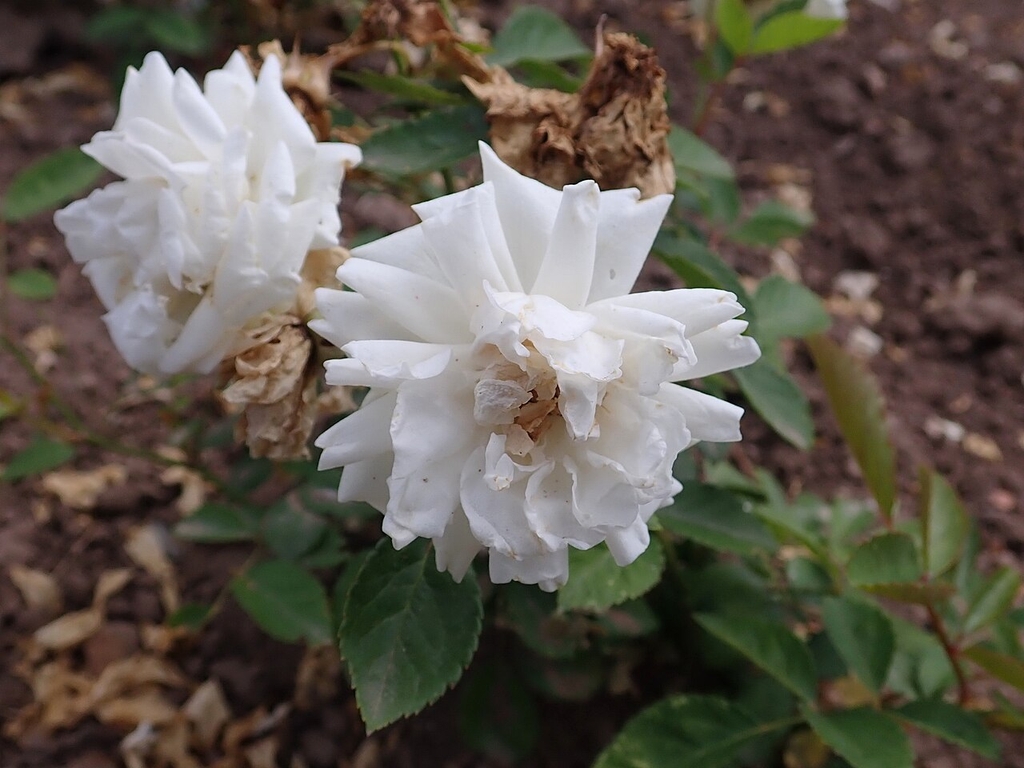 Rose Flower with over 5 layers of white petals in July - Germany