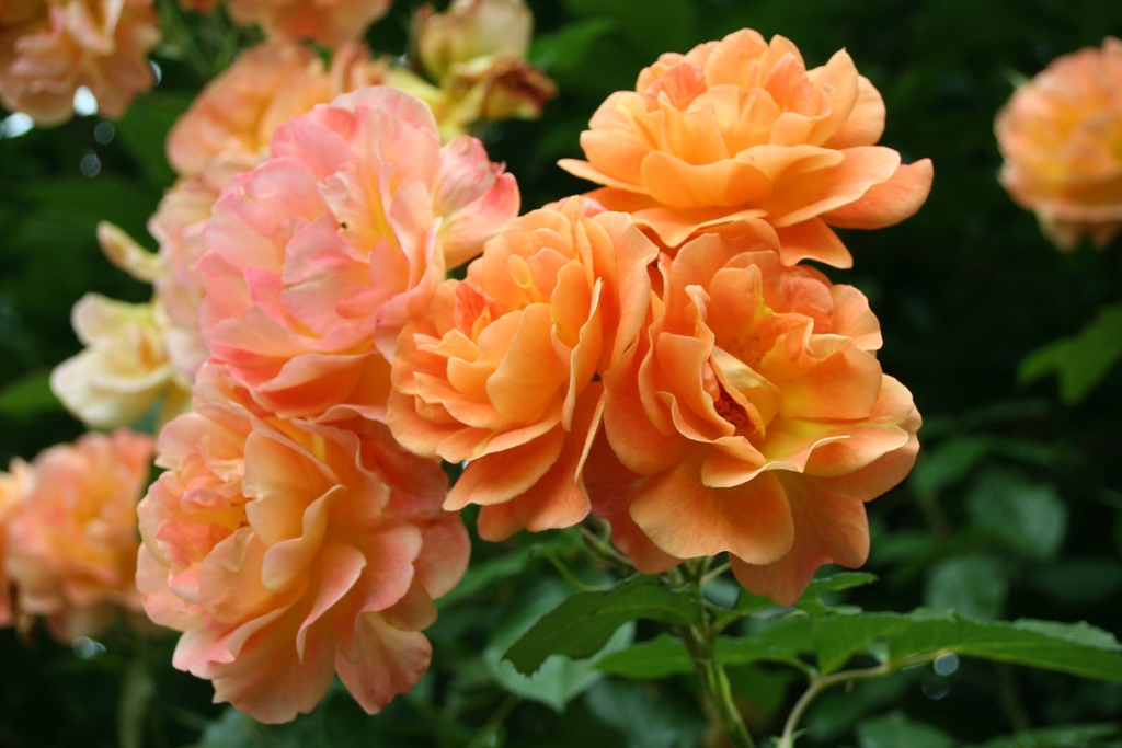 Flower cluster