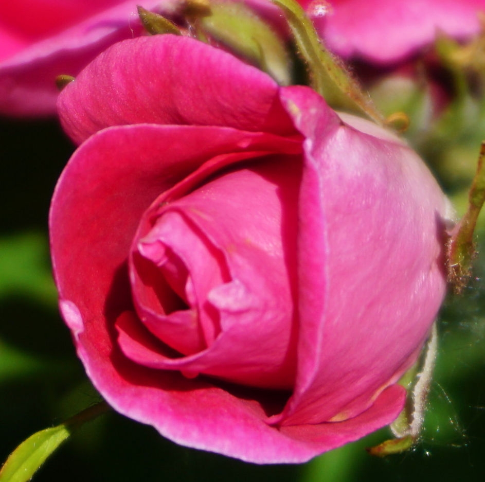 Flower detail of 'William Baffin'
