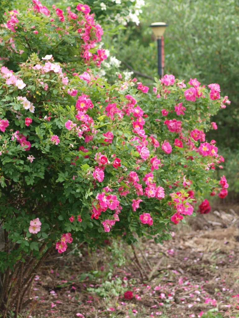 Form of 'William Baffin'