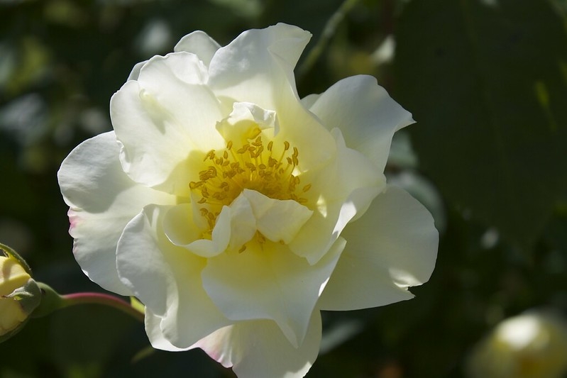 Pale yellow, double-flowered rose