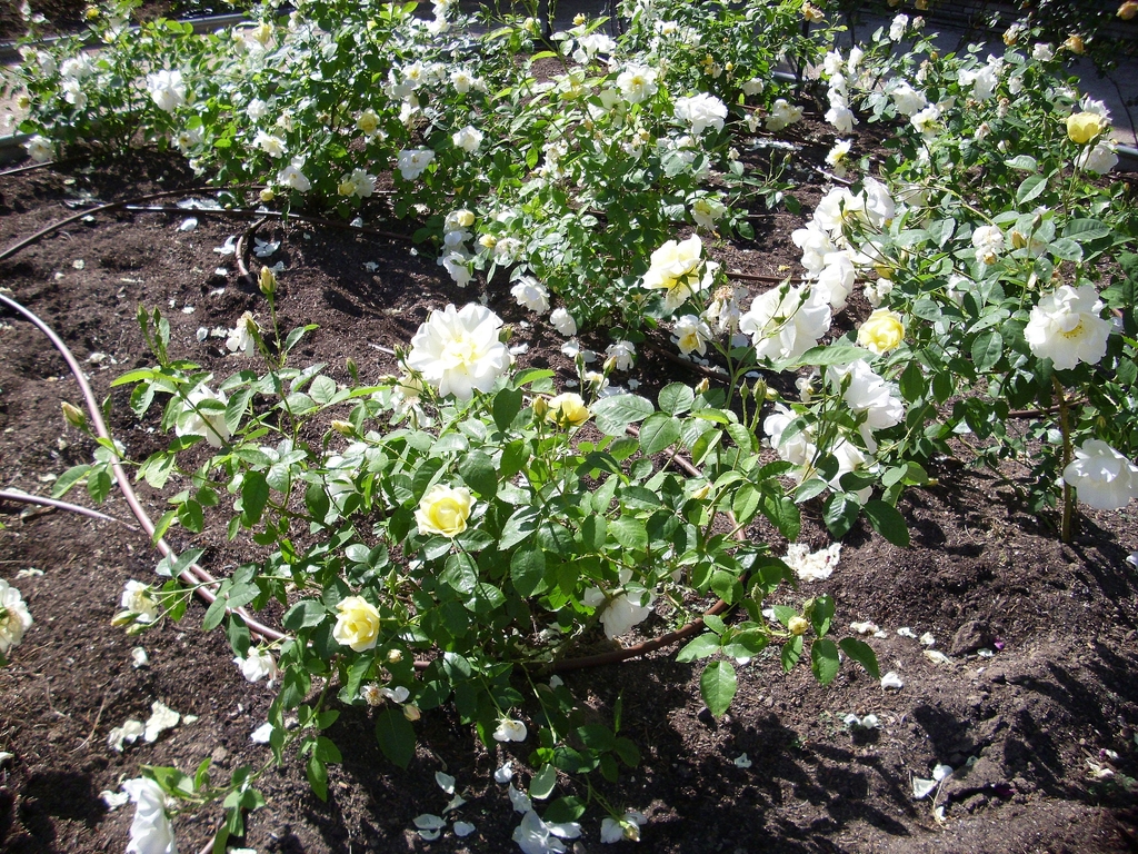 Form in bloom
