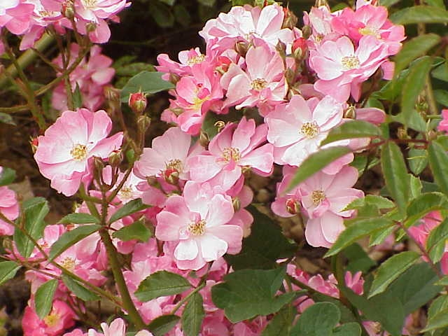 Flower cluster