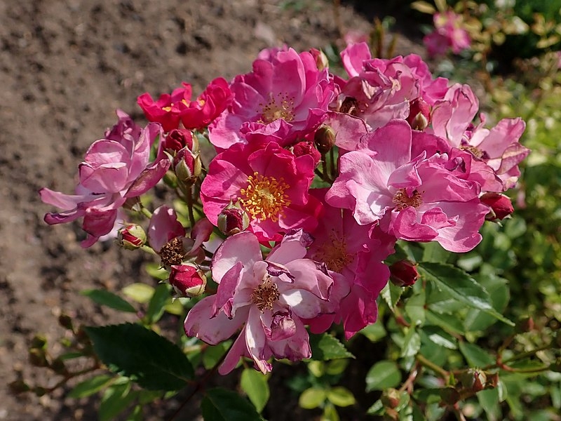 Rosa 'Yesterday'