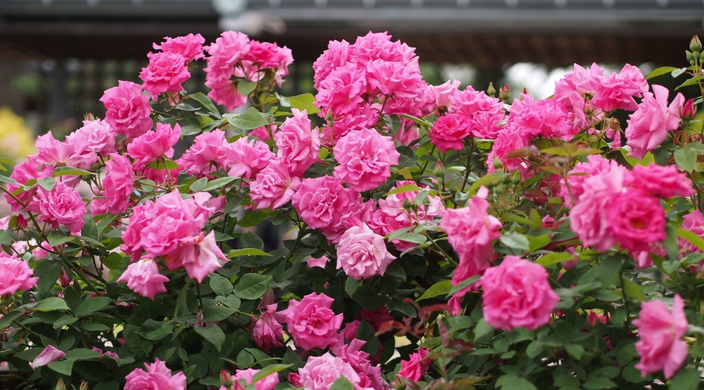 Form in bloom