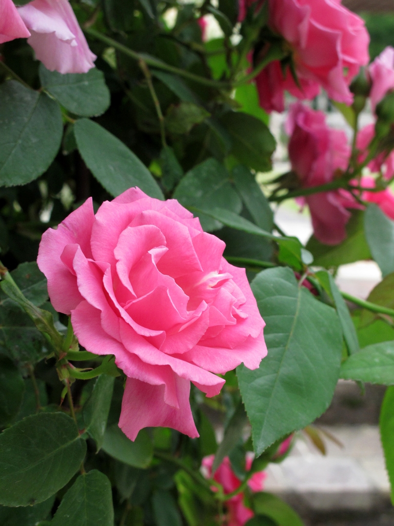 Flowers and leaves