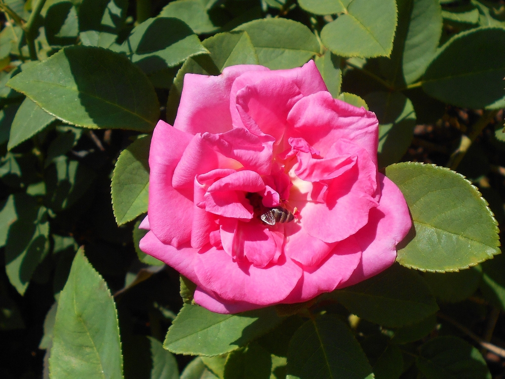 Flower detail with bee
