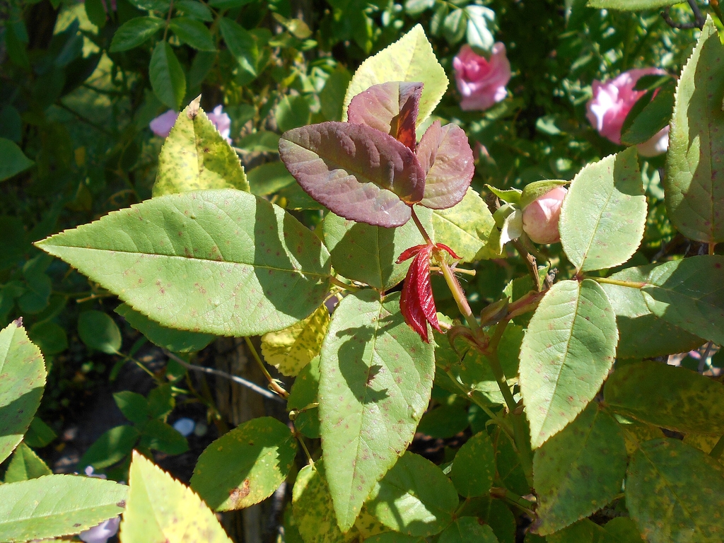 Leaves with new growth