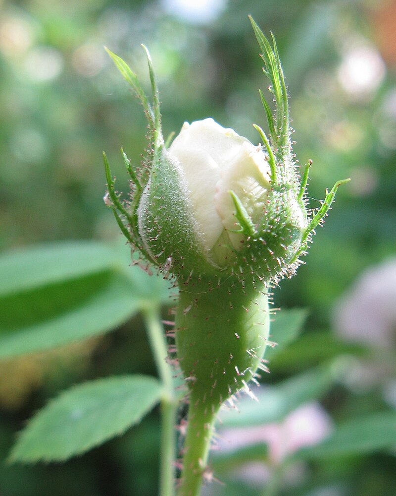 Flowerbud showing a greeen calyx and compacted white petals June