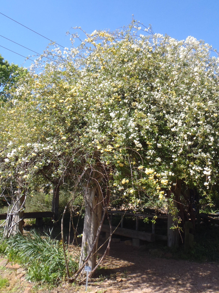 Rosa banksiae