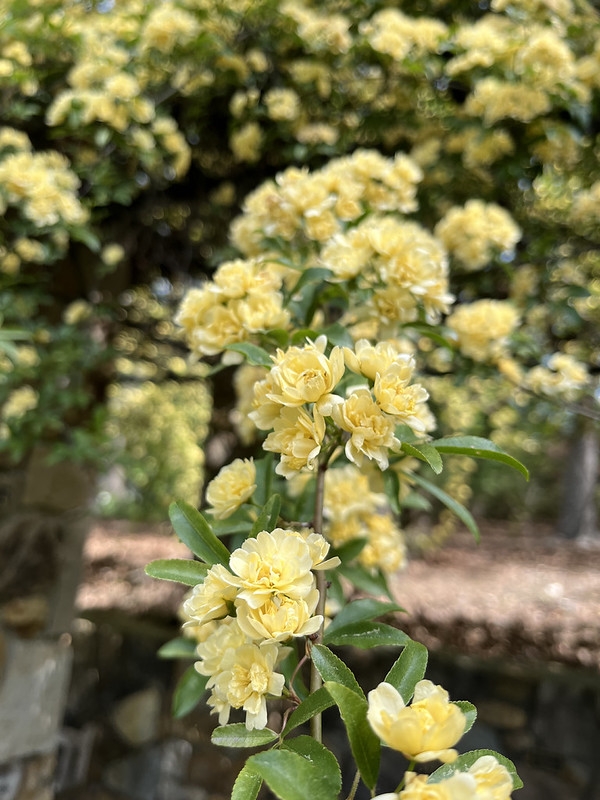 A shoot with leaves and dozens of pale-yellow flowers.