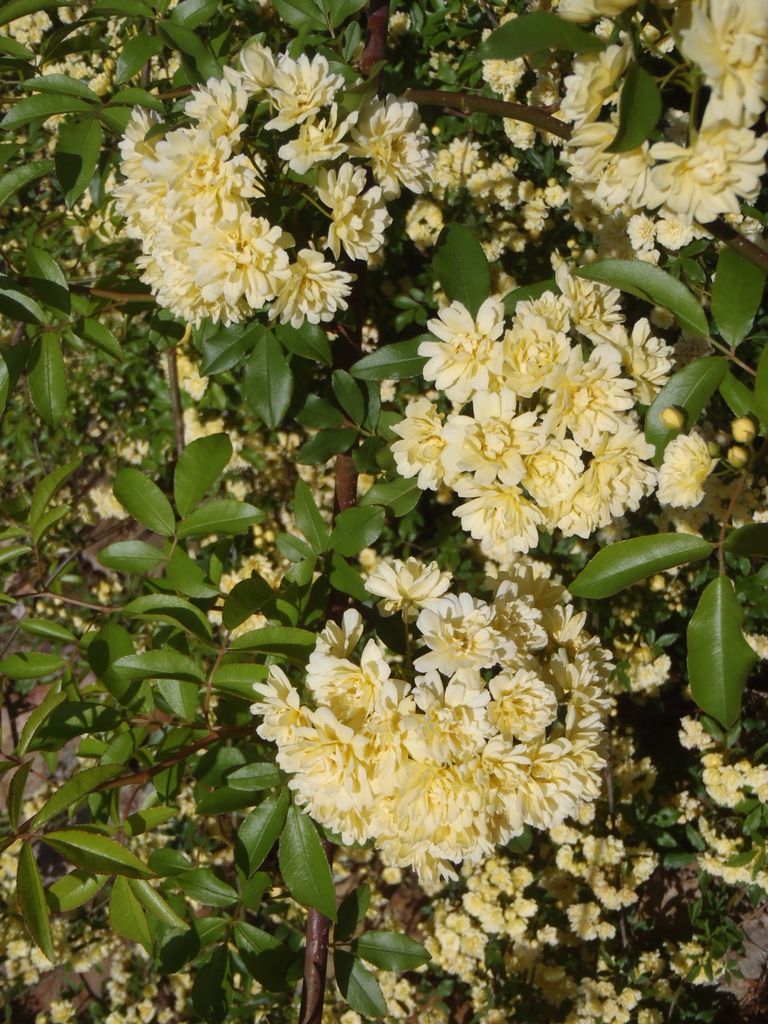 Rosa banksiae