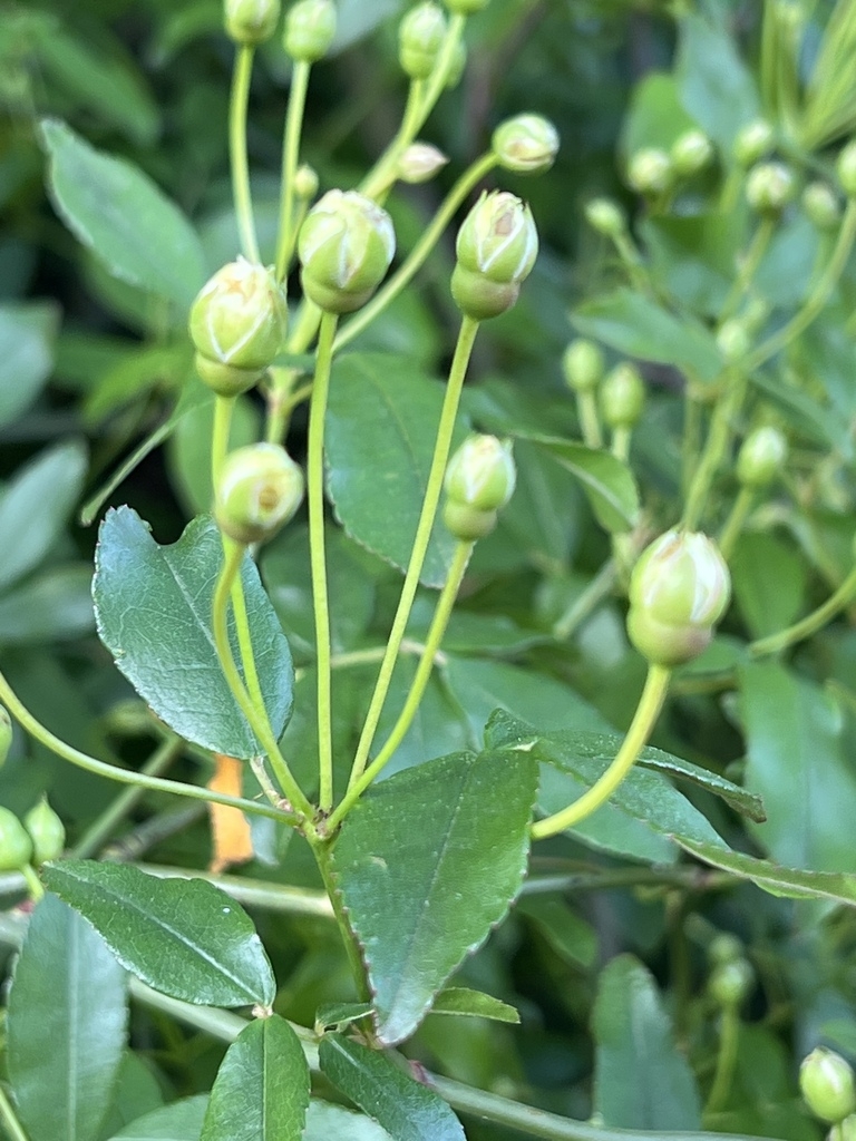 Flower buds