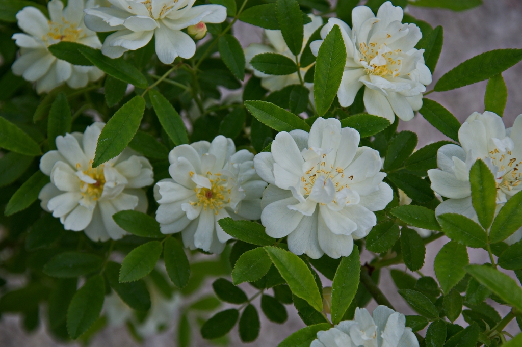 White flowers