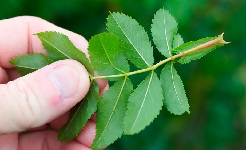 Hand holding a pinnately compound leaf.