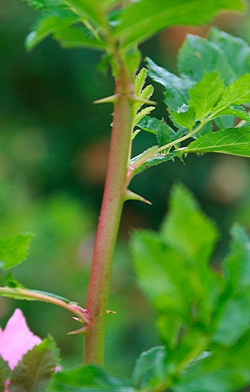 Section of stem with a few sharp prickles.