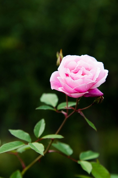 Rosa chinensis