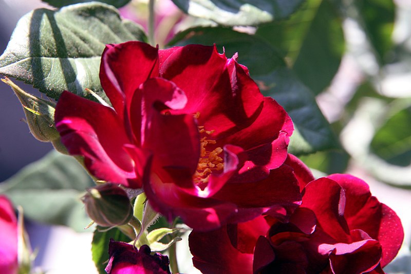 Rosa 'Don Juan'