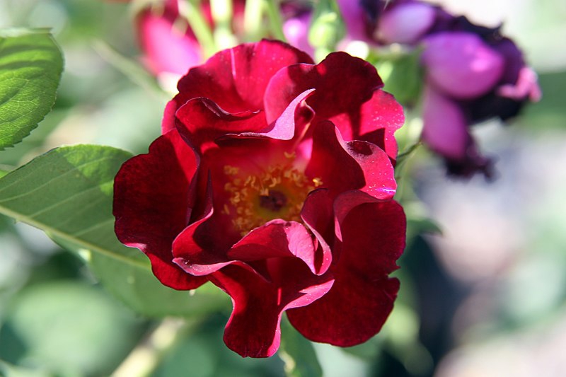 Rosa 'Don Juan'