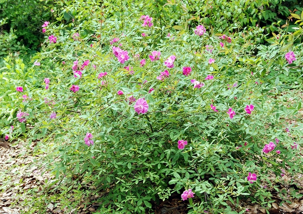 Rosa palustris