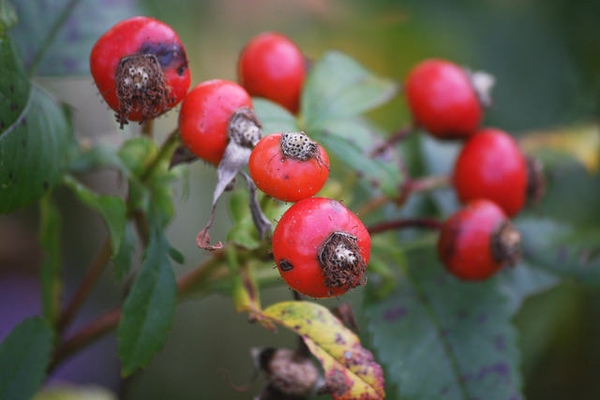 Rosa palustris