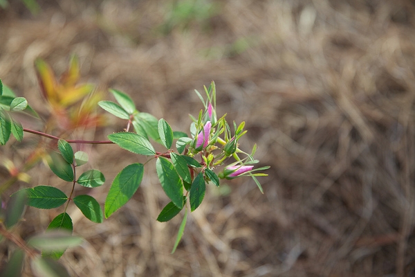 Rosa palustris