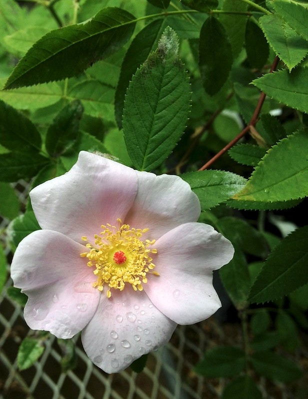 Single pink rose with yellow stamens.