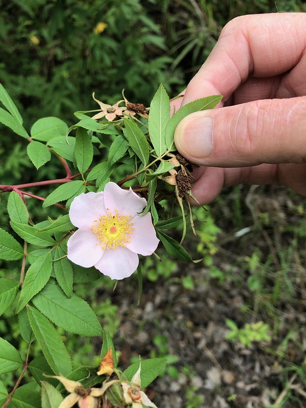 Hand holding a single, pale pink rose