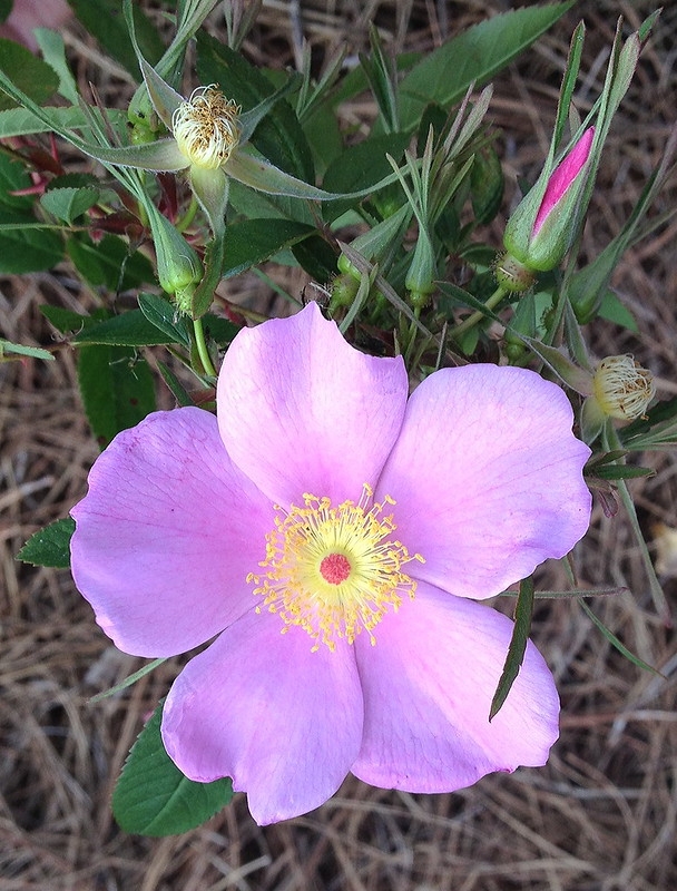Single pink rose with yellow stamens.